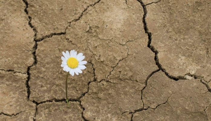 A single flower is growing in the middle of cracked earth.